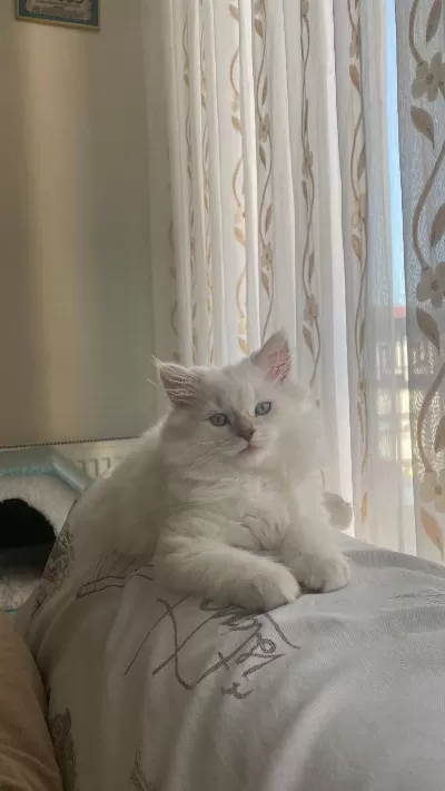 2 Buçuk Aylık Dişi British Longhair