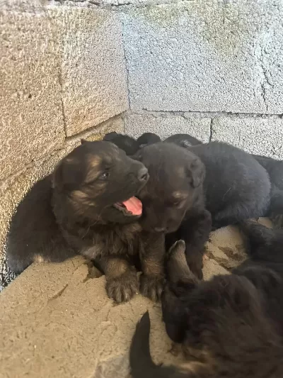 Kısa Ve Uzun Tüy Maskeli Alman Çoban Köpeği Yavrular