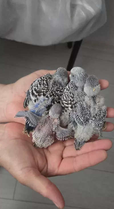 Yeni Muhabbet Kuşu Yavru 4 Adet Yeme Düşmedi Henüz