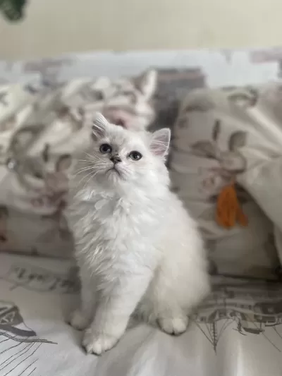 2 Buçuk Aylık Dişi British Longhair Yavrumuz