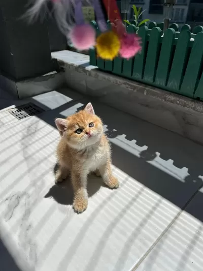 Show Kalite Ayı Surat British Shorthair Bebekler