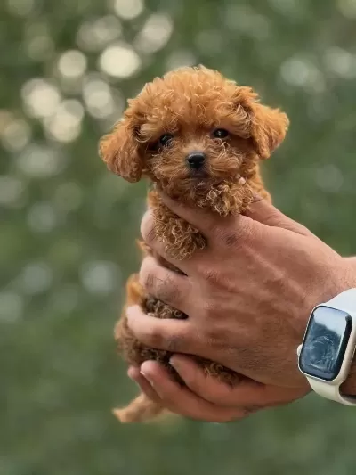 Teacup Korea Poodle Saglik Ve Kg Garantili Wc Egitimli
