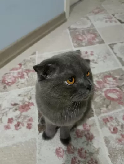 1 Yaşında Scottish Fold