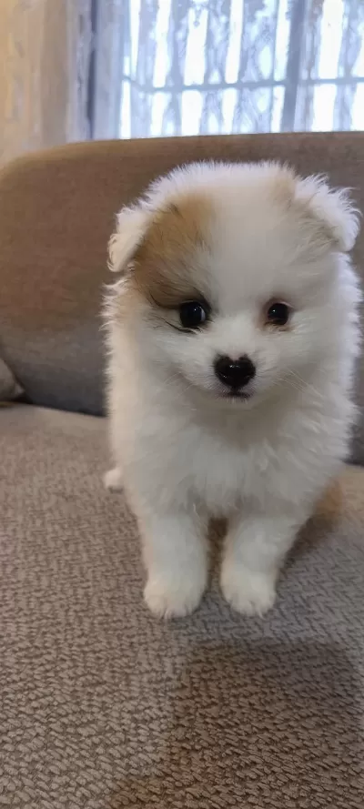 Pomeranian Boo Erkek Ve Dişi Yavrularımız