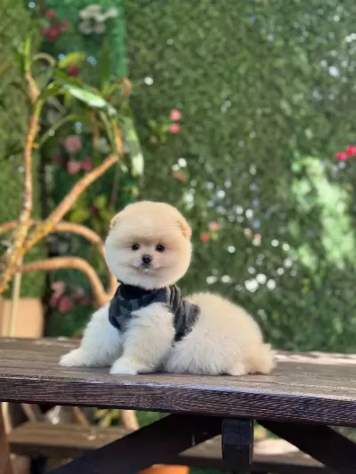 Ayı Surat Pomeranian Boo