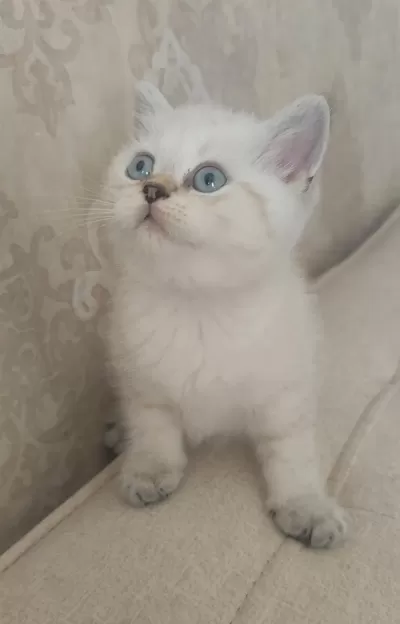Güzeller Güzeli Bir Bebek Kedimiz