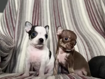 Kilo Garantili Teacup Chihuahua Yavrulari
