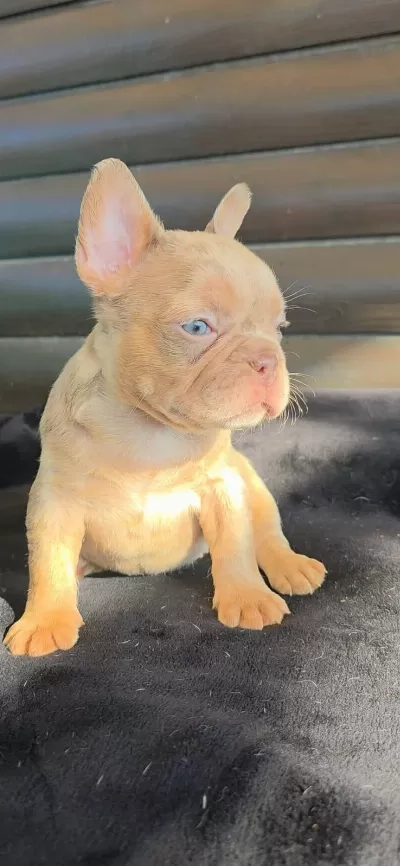 French Bulldog 40 Günlük Yavru