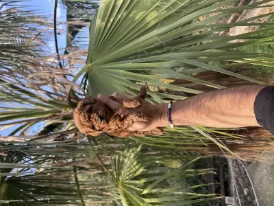İrk Ve Sağlık Garantili Poodle Bebekler