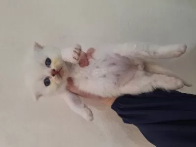 Scottish Fold Yavrumuz