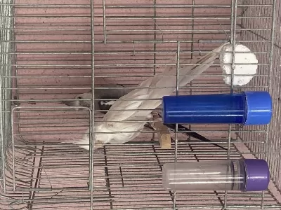 White Face Albino Çift Sultan Papağanı
