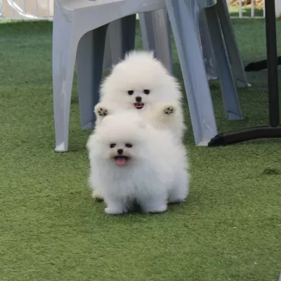 Pomeranian Boo Yavrulari