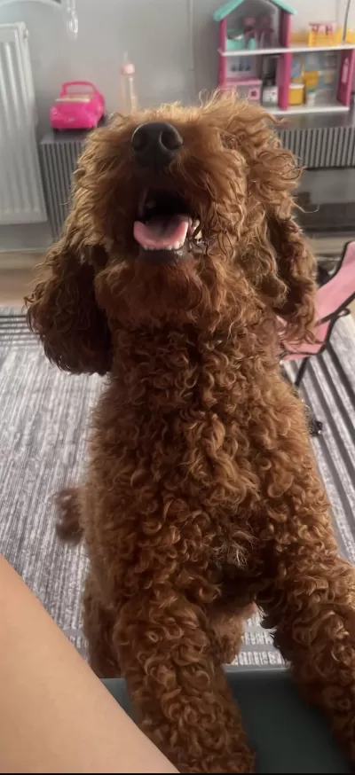 Ücretsiz Sahiplendirme Poodle Bebeğim