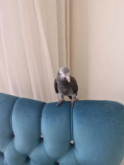 Full Evcil Oyuncul Üst Düzey Jako Papağanı