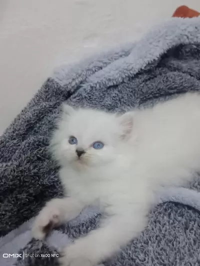 Kedimiz Sahibini Arıyor