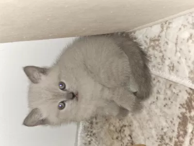 British Shorthair 1,5 Aylik Yavru