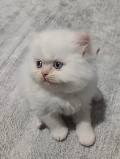 British Shorthair Yavruları