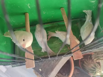 Orjinal Renk Kanaryaları