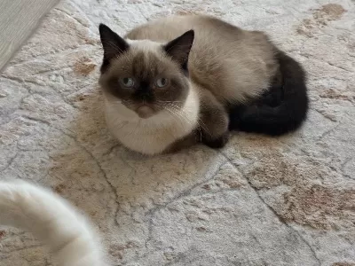 Dişi Chocolate Point Kedimiz