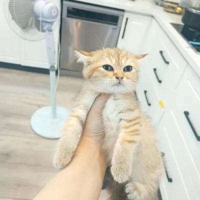 Golden Son Kalan Erkek Yavru British Shorthair