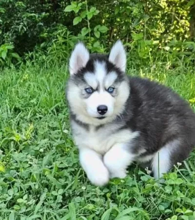 Orjinal Sibirya Kurdu Husky