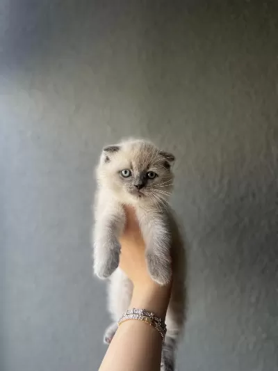 Scottish Fold Blue Point Yavrularim