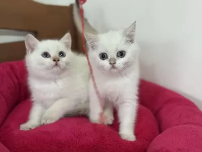 En Güzel British Longhair Ve Shorthair Yavrularımız