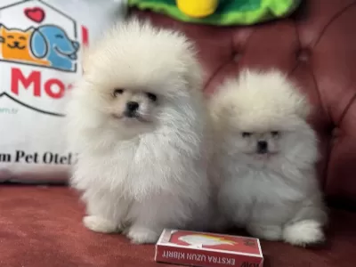Ankarada Ziyarete Açık Teddy Face Pomeranian Boo