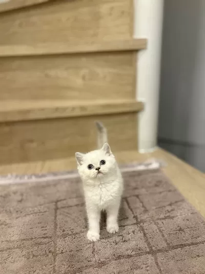 Safkan British Shorthair Yavrular
