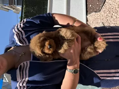 Harika Red Toy Poodle