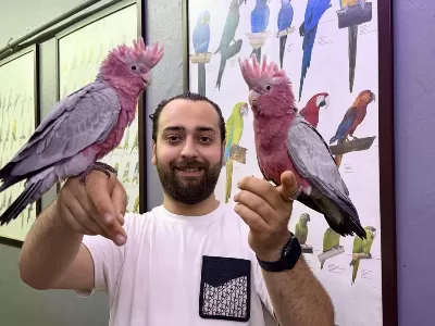 60 Günlük Bebek Belgeli Gül Kakadu Yavrularimiz