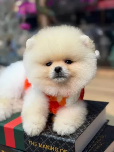 Ayı Surat Pomeranian Bebekler