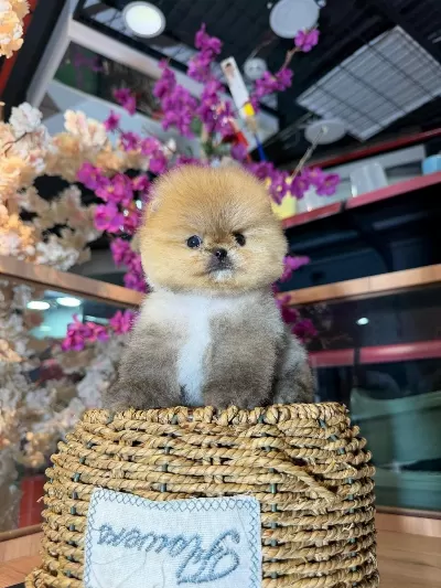 Micro Pomeranian Boo