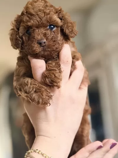 Safkan Minicik Anne Baba Kore Toy Poodle