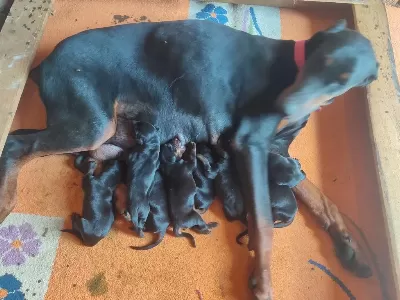 Von Dadashov Soylu Doberman Bebekler
