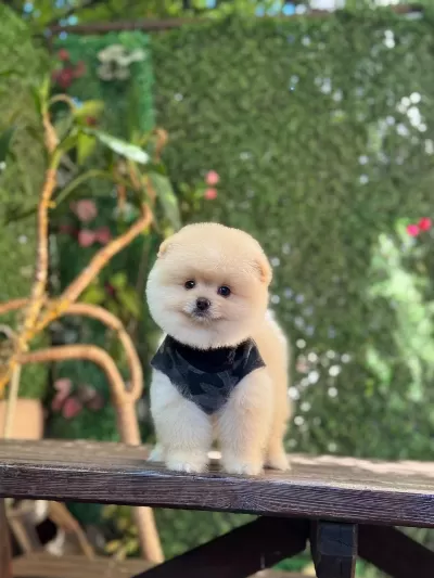 A Kalite Pomeranian Boo