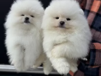 Petmode Köpek Çiftliğinden Teddy Face Pomeranian