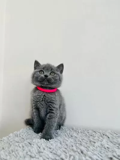 Gri British Shorthair Yavrular