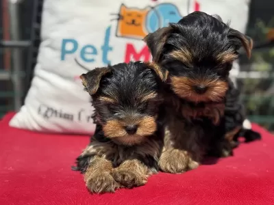 Petmode Köpek Çiftliğinden Tea Cup Yorkshire Terrier