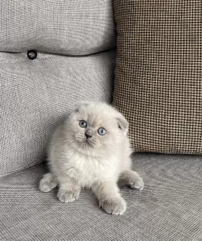 Scottish Fold Blue Point Yavrular