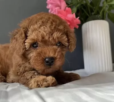 Teslime Hazir Red Toy Poodle Yavrularim