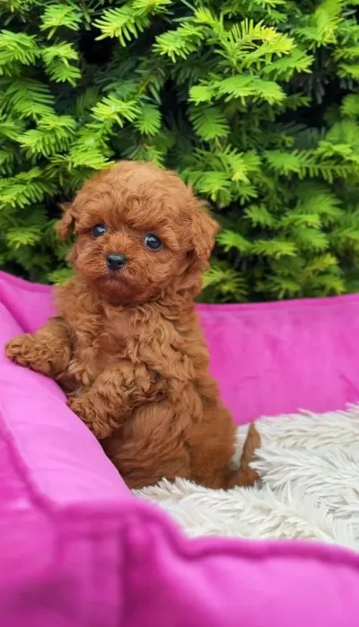 Teacup 350 Gr Toy Poodle Mikro Adanada Tek !