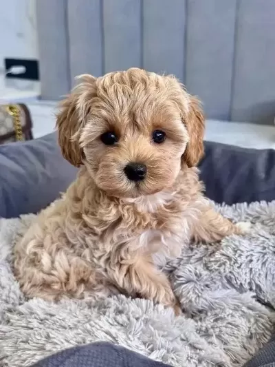 Maltipoo Yavrularımız 0 Boy
