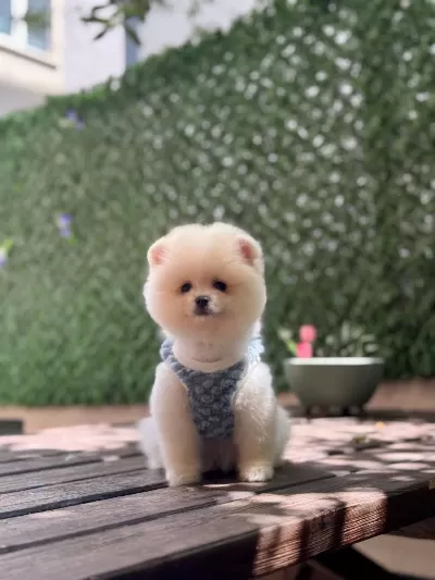 En Tatlı Pomeranian Boo