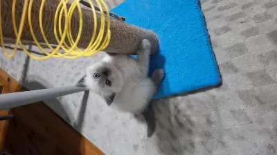 Küçük Minnak Kedilerim
