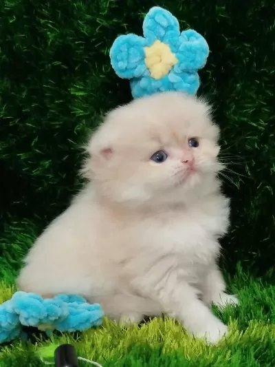 Scottish Fold Longhair