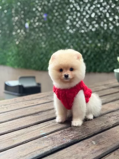 En Tatlı Pomeranian Boo
