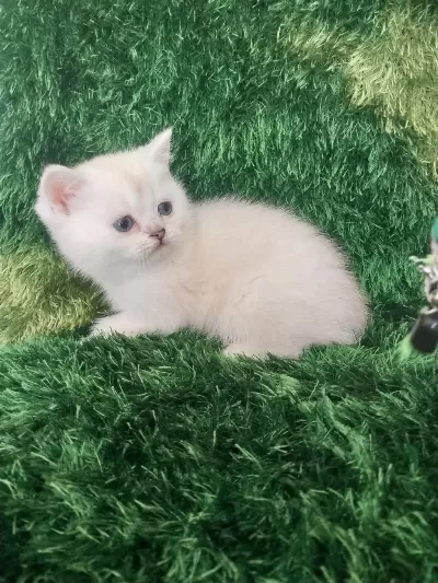 British Shorthair Safkan