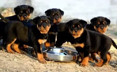 Ruhsatlı Köpek Çifliğinden Rottweiler Yavrular A Scrli
