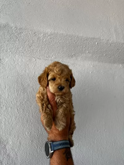 Ruhsatlı Köpek Çifliğinden Maltipoo Yavrular